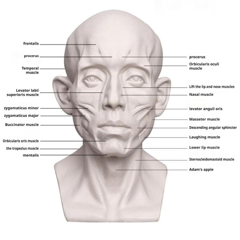 Head Model for Artists - Plaster Human Manikin Head | Medical & Artistic Drawing Teaching Aid | Drawing Sketching Painting (M33 1pcs) - Image 3